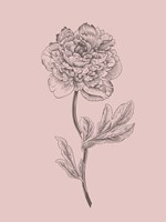 Peony Blush Pink Flower Fine Art Print