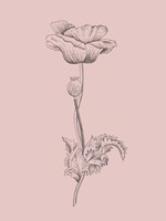 Poppy Blush Pink Flower Fine Art Print