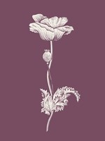 Poppy Purple Flower Fine Art Print