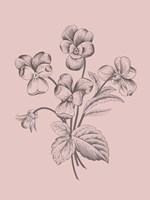 Violet Blush Pink Flower Fine Art Print
