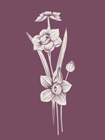 Narcissus Purple Flower Fine Art Print