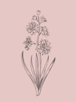 Hyacinth Blush Pink Flower Fine Art Print