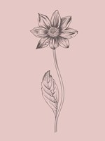 Dahlia Blush Pink Flower Fine Art Print