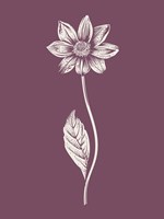 Dahlia Purple Flower Fine Art Print