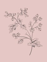 Phacelia Blush Pink Flower Fine Art Print