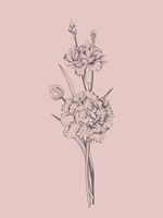 Carnation Blush Pink Flower Fine Art Print