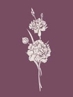 Carnation Purple Flower Fine Art Print