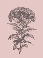 Celosia Blush Pink Flower Fine Art Print