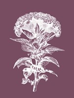 Celosia Purple Flower Fine Art Print