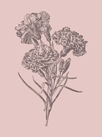 Carnations Bush Pink Flower Fine Art Print
