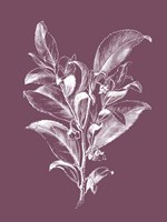 Visnea Mocanera Purple Flower Fine Art Print