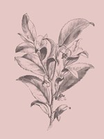 Visnea Mocanera Blush Pink Flower Fine Art Print