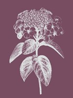 Viburnum Blush Purple Flower Fine Art Print