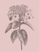 Viburnum Blush Pink Flower Fine Art Print