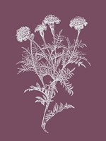 Tagetes Patula Purple Flower Fine Art Print
