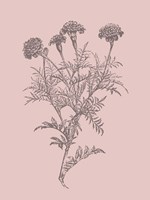 Tagetes Patula Blush Pink Flower Fine Art Print