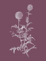 Echinopos Purple Flower Fine Art Print