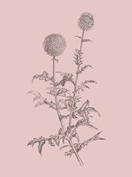 Echinopos Blush Pink Flower Fine Art Print