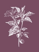 Datura Purple Flower Fine Art Print