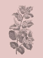 Cerasus Blush Pink Flower Fine Art Print