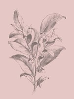 Visnea Blush Pink Flower Fine Art Print