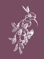 Inflorescence Purple Flower Fine Art Print