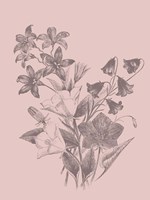 Campanulas Blush Pink Flower Fine Art Print