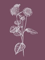 Helianthus Purple Flower Fine Art Print