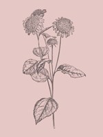 Helianthus Blush Pink Flower Fine Art Print