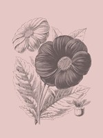Single Dahlias Blush Pink Flower Framed Print