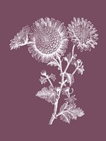 Small Anemone Purple Flower Fine Art Print