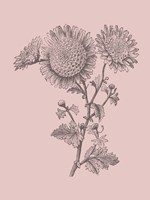 Small Anemone Blush Pink Flower Framed Print