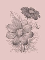 Dahlias Blush Pink Flower Framed Print