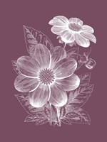 Dahlias Purple Flower Framed Print