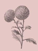 Quilled Pompone Blush Pink Flower Framed Print