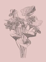 Viola Cucullate Blush Pink Flower Fine Art Print
