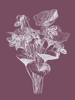 Viola Cucullate Purple Flower Fine Art Print