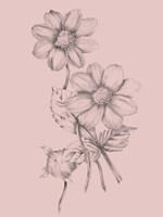 Blush Pink Flower Sketch Framed Print