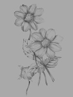 Flower Sketch Fine Art Print