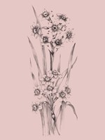 Blush Pink Flower Sketch I Framed Print