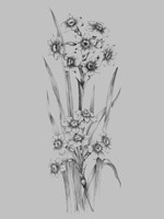 Flower Sketch I Fine Art Print