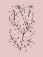 Blush Pink Flower Sketch II Fine Art Print