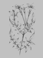 Flower Sketch II Fine Art Print
