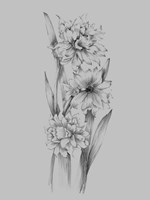 Flower Sketch III Fine Art Print