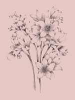 Blush Pink Flower Drawing Fine Art Print