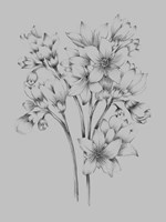 Flower Drawing Fine Art Print