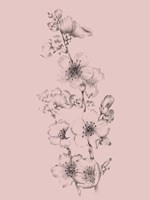 Blush Pink Flower Drawing I Fine Art Print