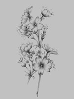 Flower Drawing II Fine Art Print