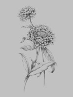Flower Drawing III Framed Print
