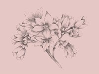 Blush Pink Flower Illustration Fine Art Print